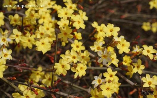 迎春花