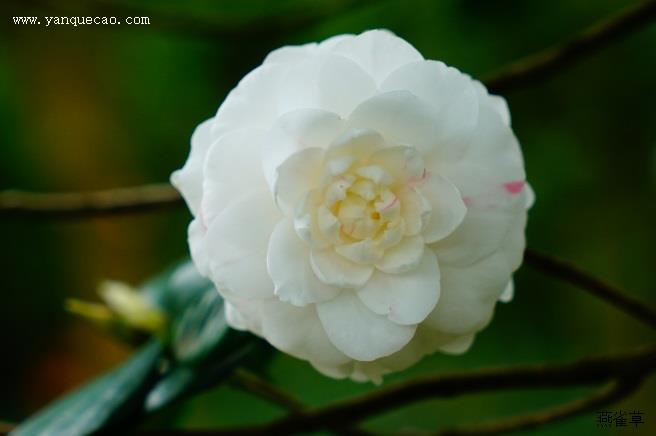 山茶花花后的养殖方法