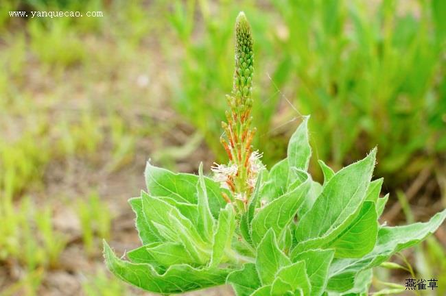 沙苦荬菜