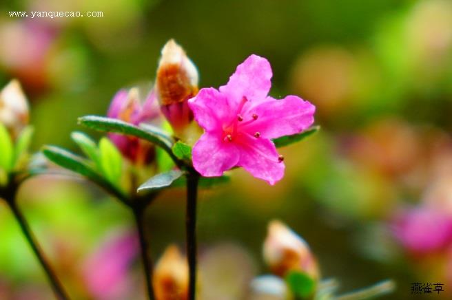 杜鹃花枯萎的原因