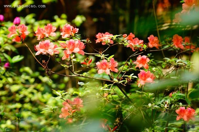 杜鹃花枯萎的原因