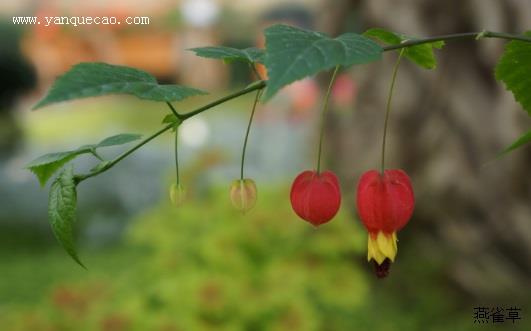 蔓性风铃花