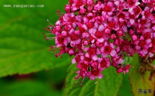 粉花绣线菊