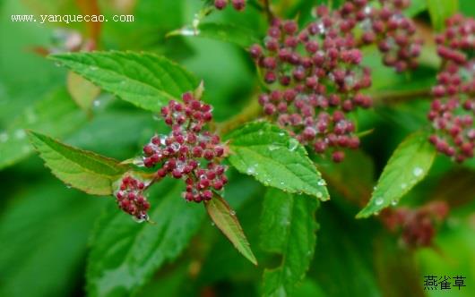 粉花绣线菊