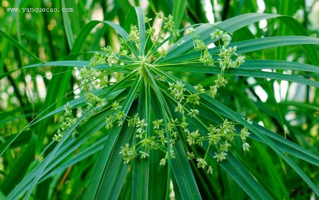 石生蝇子草