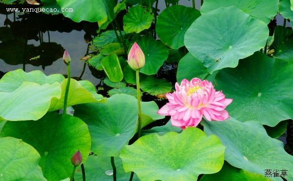 题菊花