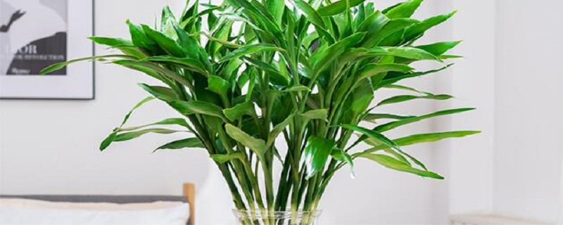 什么是阴生植物 阴生植物有哪些