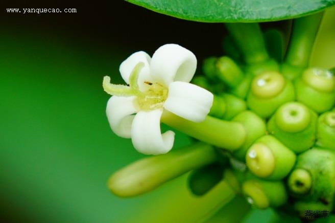 金花茶花