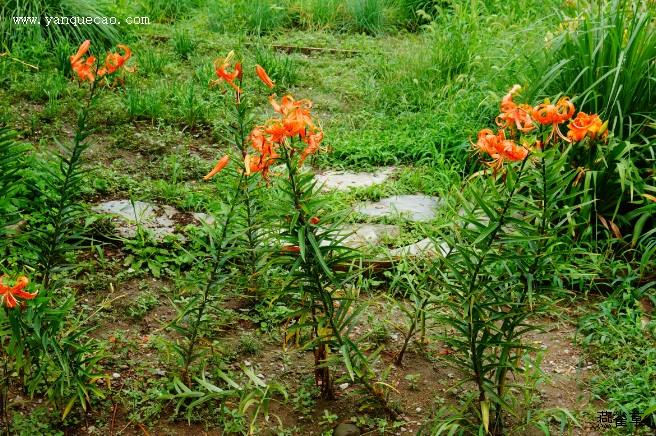 百合花_滇南本草