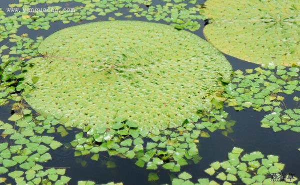 菱荇沼