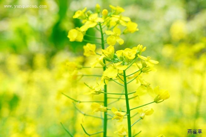 芸苔子