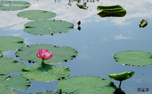 钱氏池上芙蓉