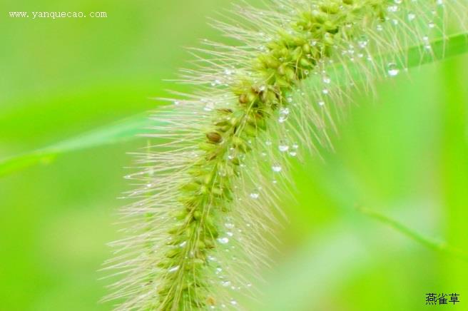 菟丝子_证类本草