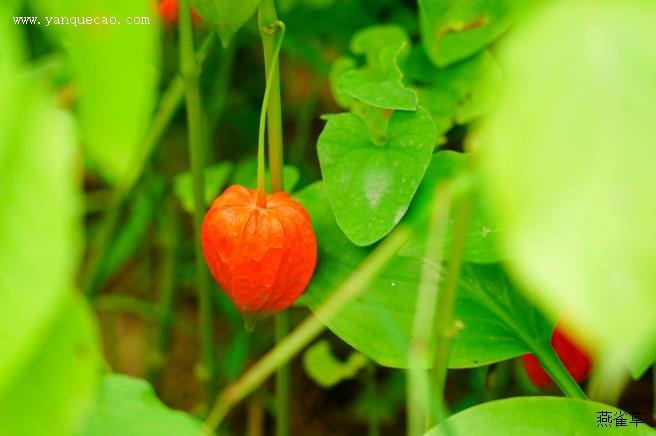 落花生_本草求真