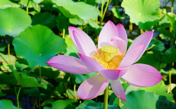 夏日西湖闲居