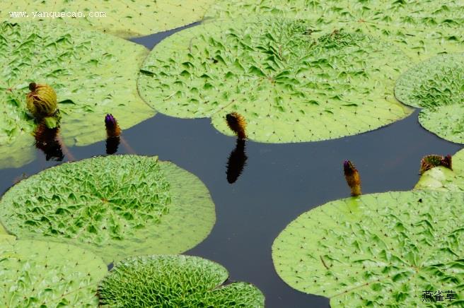 芡实_本草新编