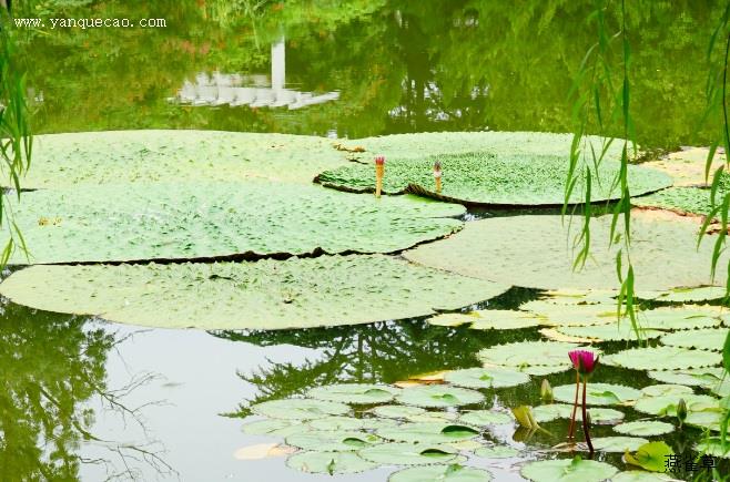 芡实根