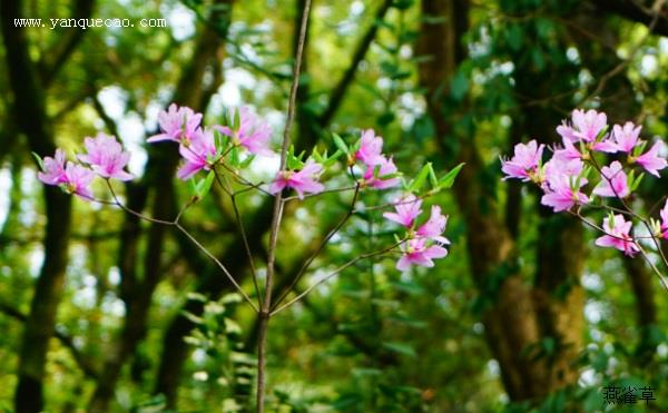 杜鹃花