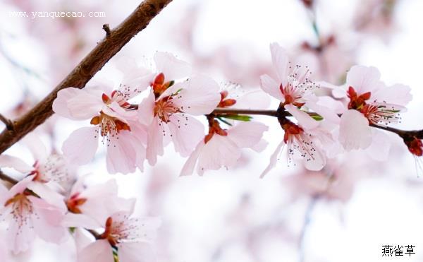 庆庵寺桃花