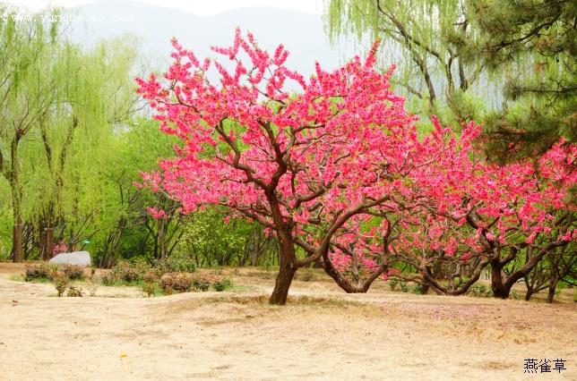 红花碧桃