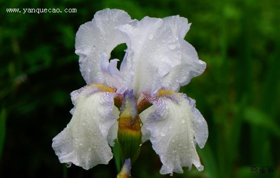 白花鸢尾