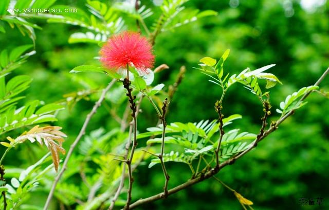 朱缨花