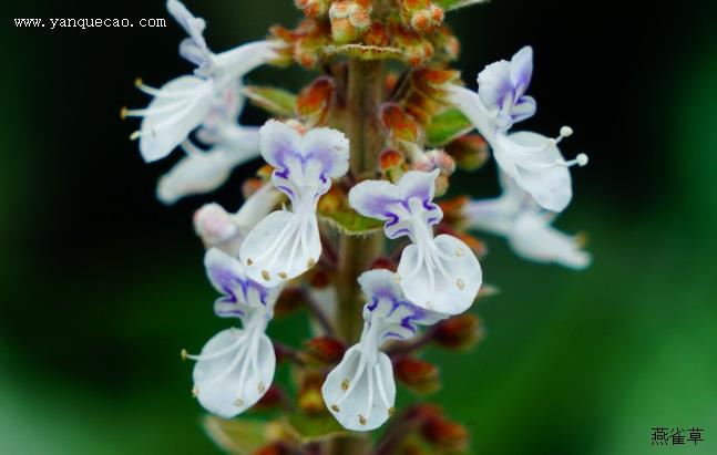 银冠香茶菜