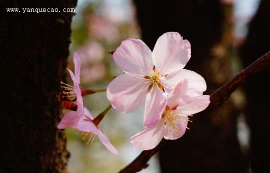 东京樱花