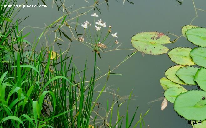 花蔺