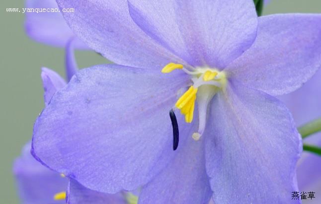 雨久花