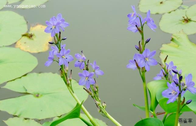 雨久花