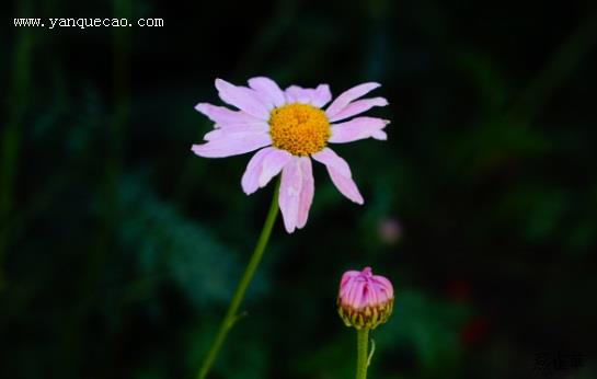 红花除虫菊