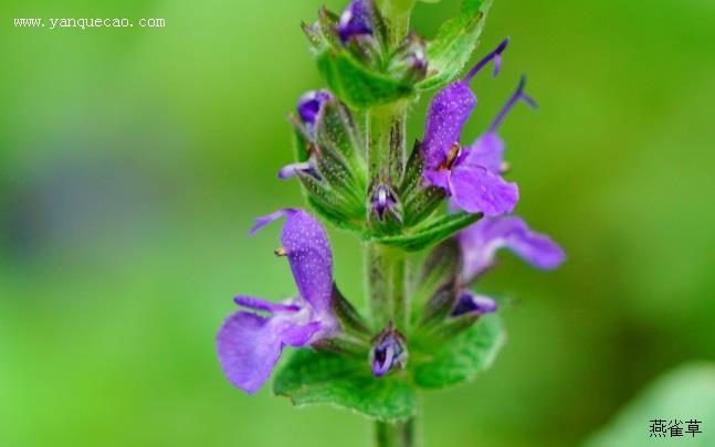 蓝山鼠尾草