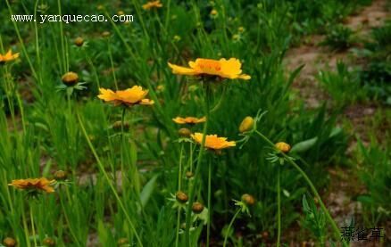 大花金鸡菊