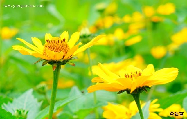 骄阳赛菊芋