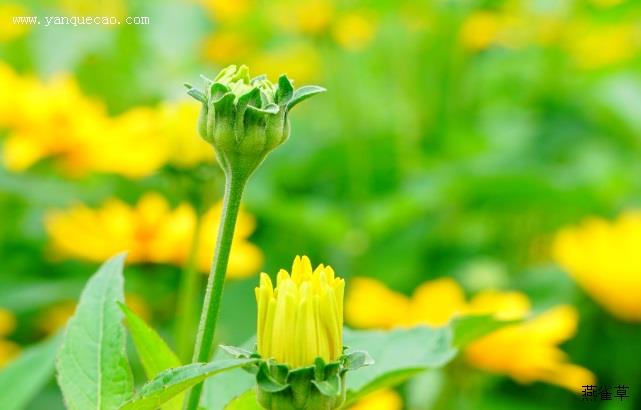 骄阳赛菊芋