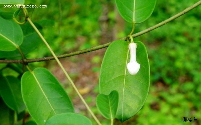 马达加斯加茉莉