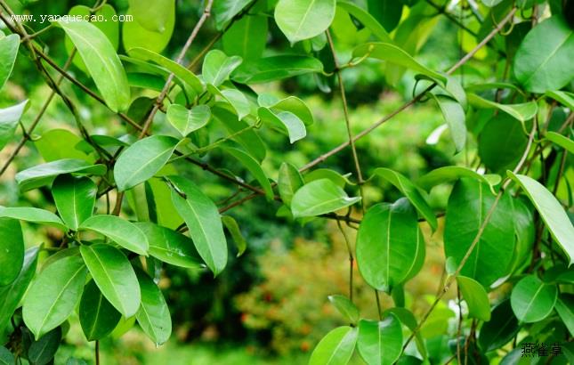 马达加斯加茉莉