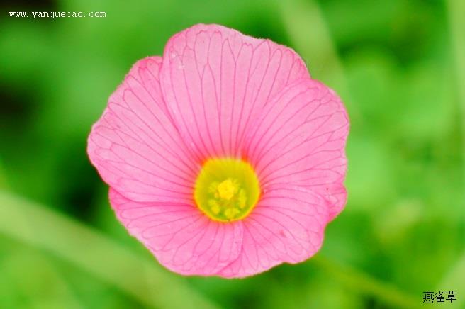 芙蓉花酢浆草