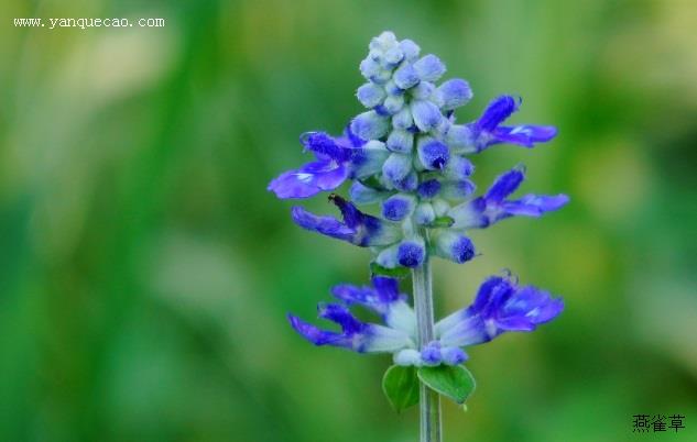 蓝花鼠尾草