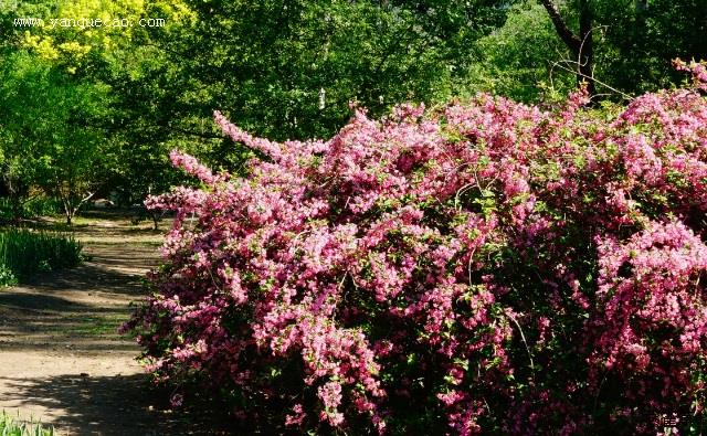 锦带花