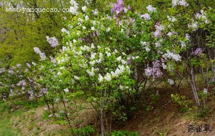 丁香花