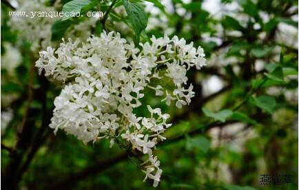 丁香花