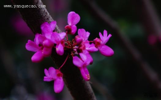 紫荆花