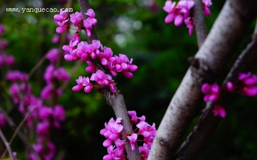 紫荆花