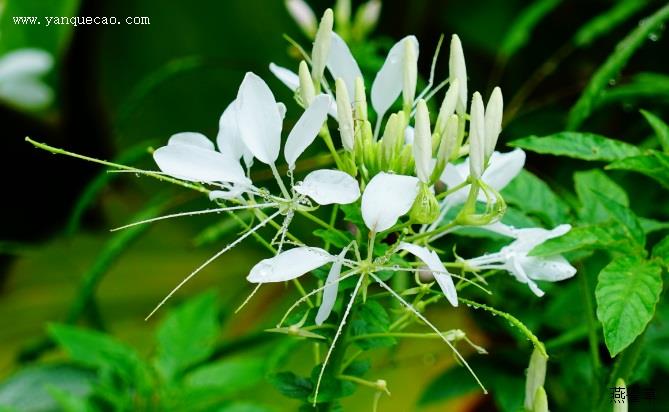 醉蝶花