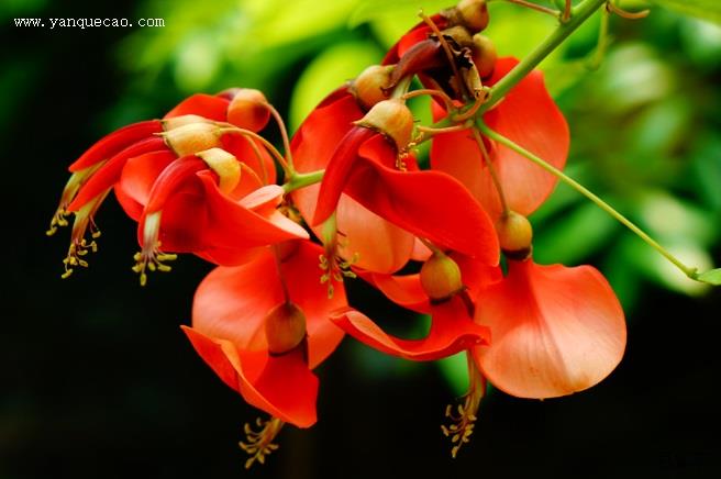 龙牙花