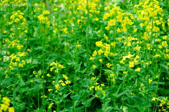 花生施肥时间及方法