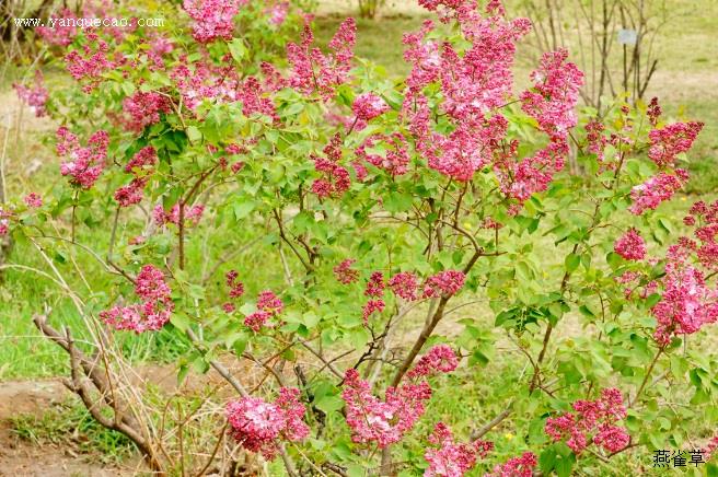 要饭郎发现紫花地丁