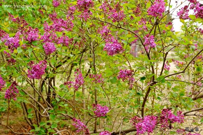 要饭郎发现紫花地丁